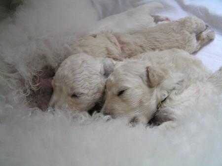 16. den očička BOREAS 480 g & BECRUX 523 g